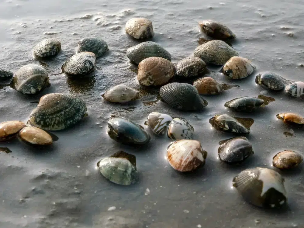 Palourdes récoltées près de notre camping Granville, dans un cadre naturel idéal pour les activités marines.